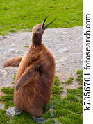 King Penguin Chick