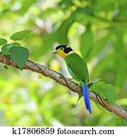 Long-tailed Broadbill