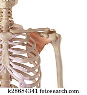 The supraspinatus The supraspinatus