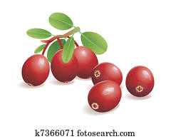 Cranberry Fruit Cranberry Fruit