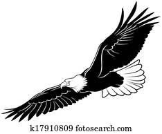 fliegen, kahler adler fliegen, kahler adler
