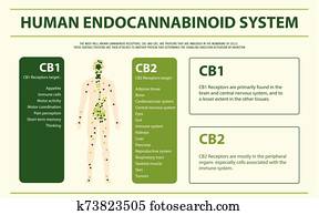 menschlich, Endocannabinoid, system, horizontaler, infographic menschlich, Endocannabinoid, system, horizontaler, infographic