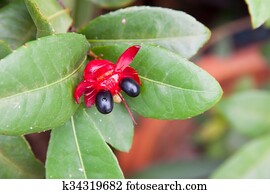Mickey Mouse flower plant Mickey Mouse flower plant