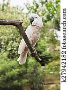 Moluccan Cockatoo