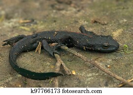 Closeup on an adult thin and starved black Chinese warty newt, Paramesotriton chinensis found in the pet-trade 