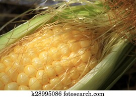 Corn Corn