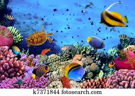 Photo of a coral colony on a reef, Egypt