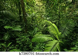 denso, floresta amazônica, selva