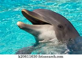 Dolphin Dolphin