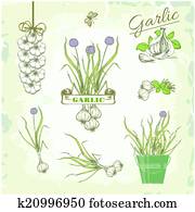 Garlic Garlic