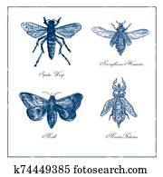 Spider Wasp, Moth, Necrophorus Humator beetle, Mantis Foliatus Vintage Collection Spider Wasp, Moth, Necrophorus Humator beetle, Mantis Foliatus Vintage Collection