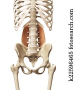 the quadratus lumborum the quadratus lumborum