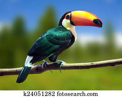 Toco Toucan against wildness