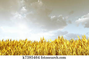 밀 들판, 에서, 그만큼, 일몰