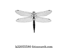 dragonfly dragonfly