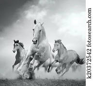 horses horses