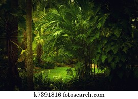 jungle jungle