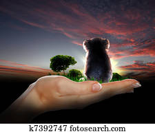 Little koala watching the sunset Little koala watching the sunset