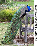 Peacock in park Peacock in park