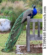 Peacock on Bench Peacock on Bench