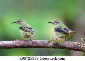 Red-legged honeycreeper female, La Fortuna, Costa Rica