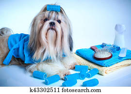 shih tzu, cão, lavando