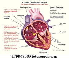 של הלב, מוליכות, מערכת