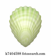 big white sea shell big white sea shell