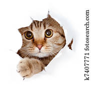 cat looking up in paper side torn hole isolated cat looking up in paper side torn hole isolated