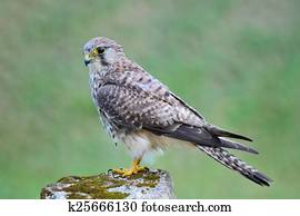 female Common Kestrel
