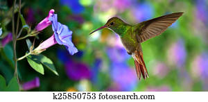 hummingbird, (archilochus, colubris), vôo, sobre, flores roxas