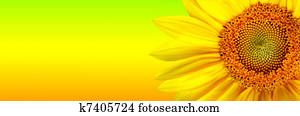 Sunflower banner Sunflower banner