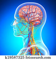 מערכת של מחזור, של, מוח אנושי