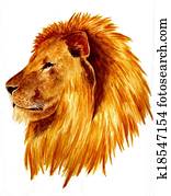 African Male Lion African Male Lion