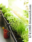 Balcony herb garden Balcony herb garden