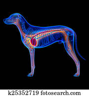 Dog Nervous System - Canis Lupus Familiaris Anatomy - isolated o Stock