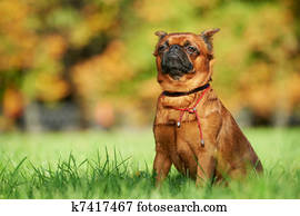 Smooth Haired Brussels Griffon Puppy Picture K7136844 Fotosearch