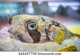 Japanese fugu fish or pufferfish