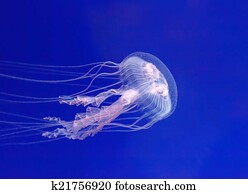 medusa, em, seu, natural, habitat., (Pelagia, noctiluca)