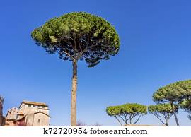 Schirm Baum Fotos | 1000+ Schirm Baum Stock Bilder | Fotosearch