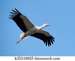 White stork (Ciconia ciconia)
