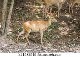 White Tailed Deer Wildlife Animals White Tailed Deer Wildlife Animals