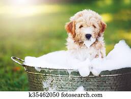 förtjusande, söt, guldgul apportör, valp