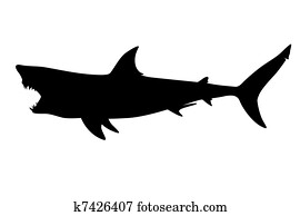 shark shark