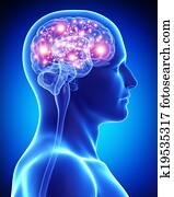 זכר, פעיל, מוח, אנטומיה