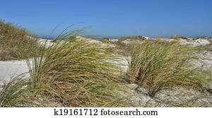 Dune grass