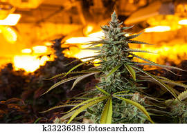 marijuana, em, um, crescer, sala, sob, luzes