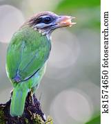 White-cheeked barbet