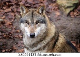 זאב אפור, ב, חיות פרא, הזמנה