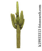 יחיד, עץ של קקטוס